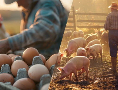 Why Buying Meat and Eggs Direct from Local Farms Is the Smarter Choice